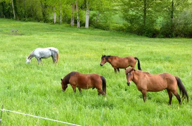 Voie verte Les Eyzies/Saint-Chamassy