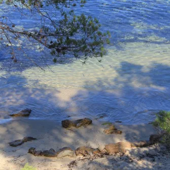 Plage du Rossignol