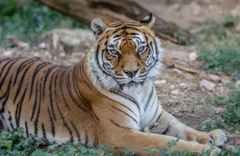 Téléphérique du Mont Faron aller-retour avec entrée du parc animalier