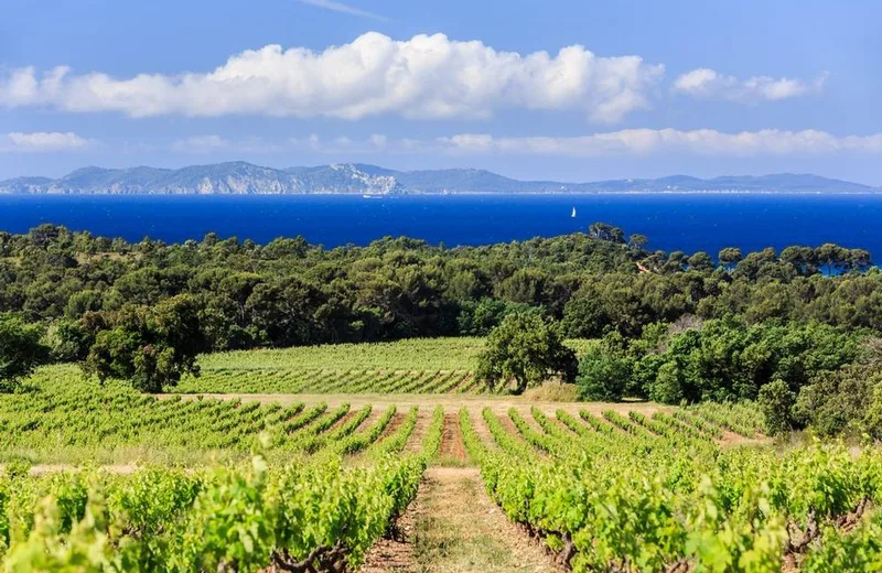 Excursion œnologique en Côtes de Provence – demi-journée