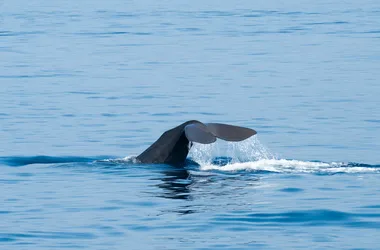 Cetacean tail
