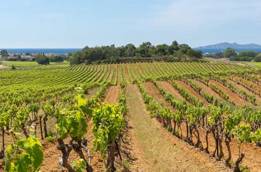 Excursion œnologique en Côtes de Provence – demi-journée