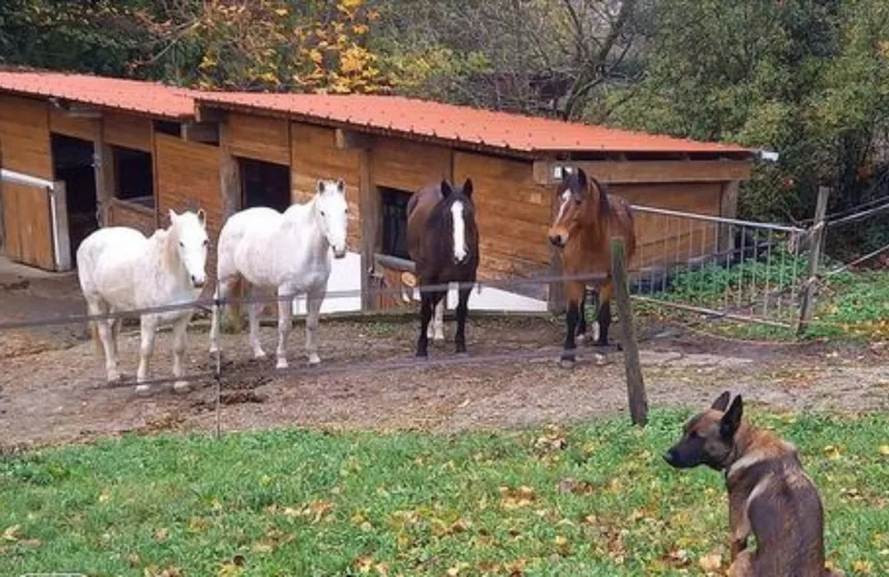 Les Poneys du Farnier