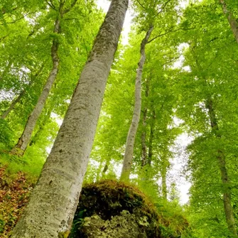 Groupes : Au Pays des Volcans