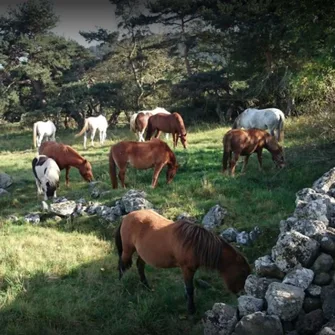 Centre Equestre Les Petits Chevaux – Equitation