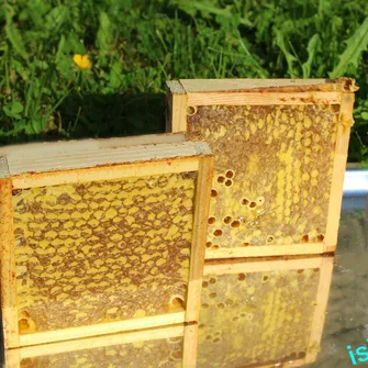 Mon été à la ferme:  Les délices d’is-abeille