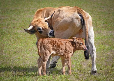 Concours interrégional Aubrac