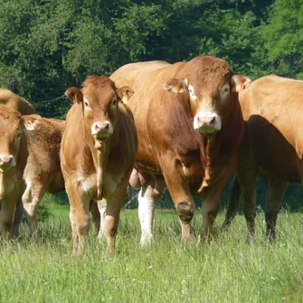 GAEC Limousin du Garay