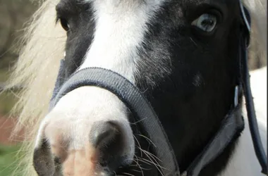 Les Poneys du Farnier