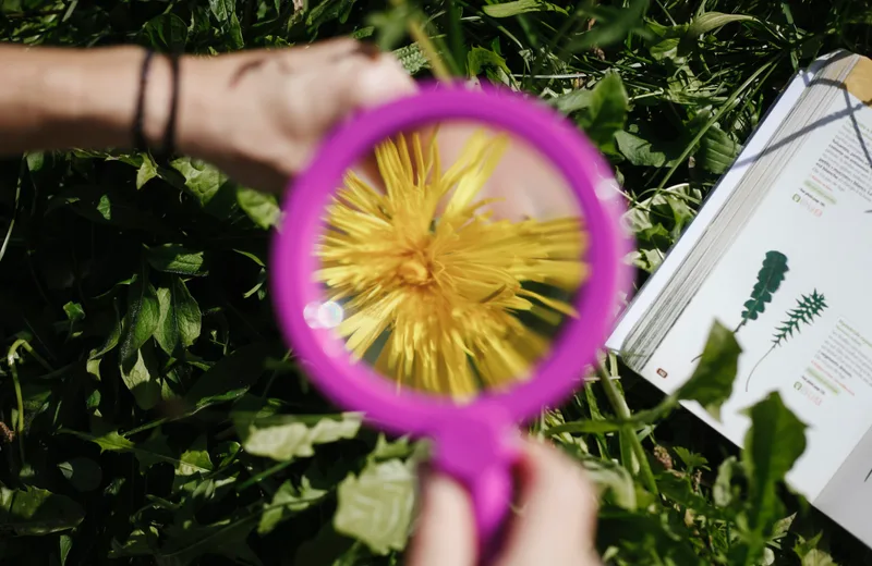 Wild edible plants on the banks of Loire – atelier bilingue