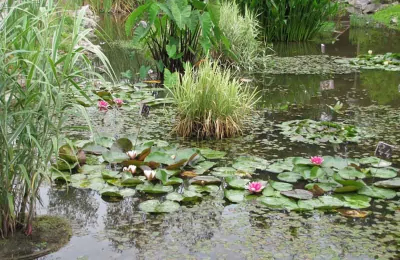 Jardin du parc de Féériland