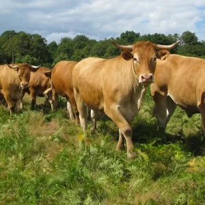 La ferme des Landes de Pagnac