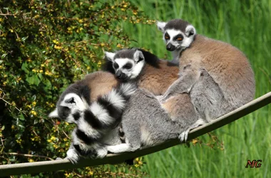 Ring-tailed lemurs_1