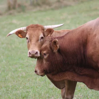 La viande bovine limousine