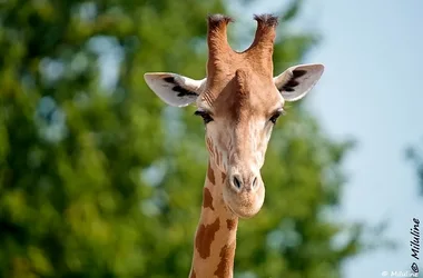Reynou Zoo Park - Giraffe