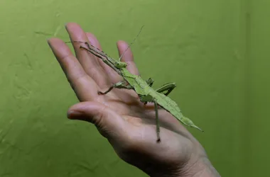 Les Insectes au secours de la planète