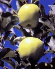 La pomme