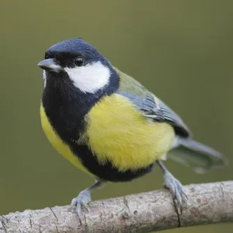 Oiseaux des villes dans le parc et les jardins – Limoges