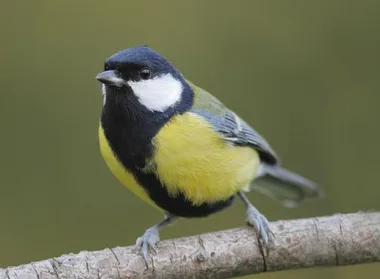 Oiseaux des villes dans le parc et les jardins – Limoges