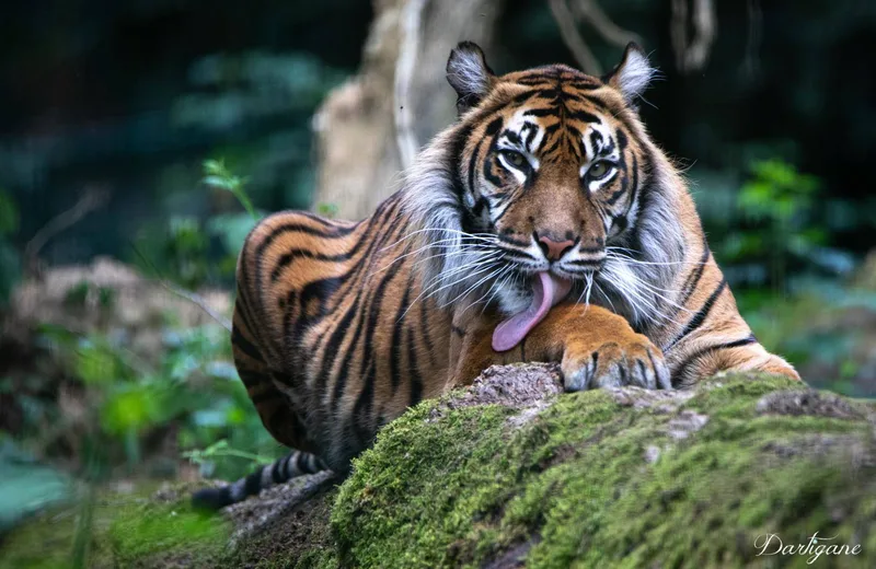 Sumatran Tiger_3