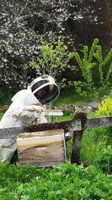 Regine erholt einen Bienenschwarm, die Stadt der Insekten