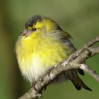 Les Oiseaux des Bords de Vienne – Limoges