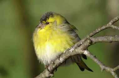 Les Oiseaux des Bords de Vienne – Limoges