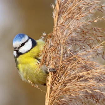 Les oiseaux des villes et des jardins – Limoges