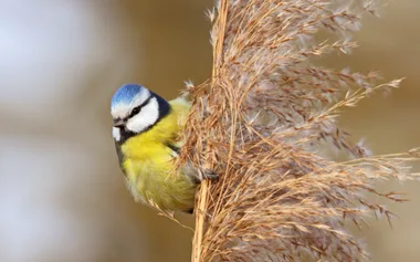 Les oiseaux des villes et des jardins – Limoges