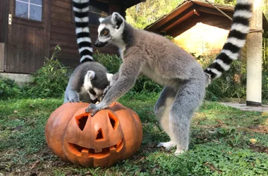 Halloween s’invite à Touroparc