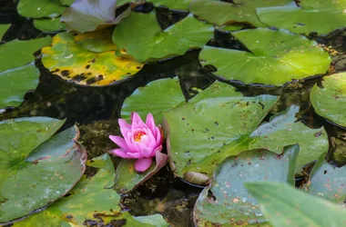 Les Jardins Aquatiques