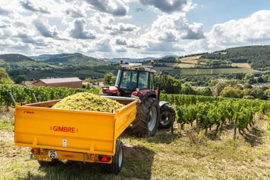 Immersion au cœur des vendanges