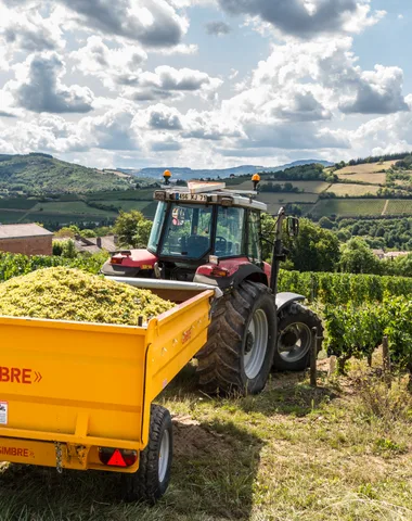 Immersion au cœur des vendanges