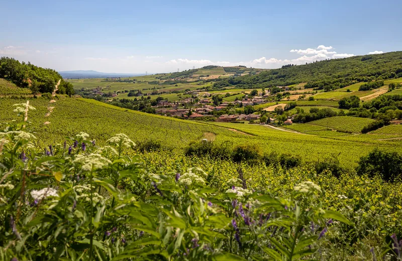 Les crêtes du Beaujolais