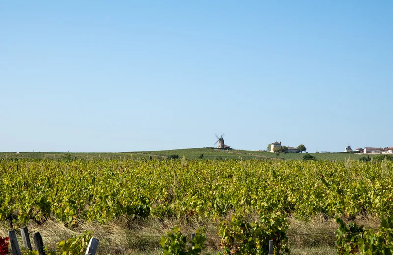 romaneche-thorins-vignoble-moulin-à-vent-paysage-robin-peytoureau-macon-sud-bourgogne-2