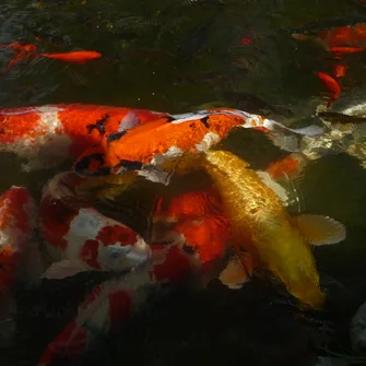 Les Jardins Aquatiques