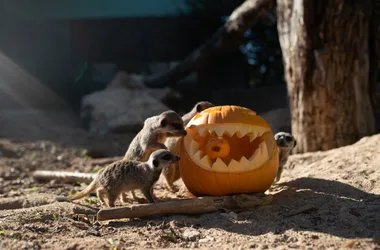 Halloween s’invite à Touroparc