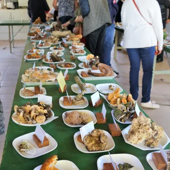 Sortie découverte des champignons