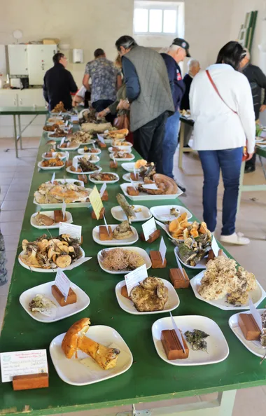 Sortie découverte des champignons