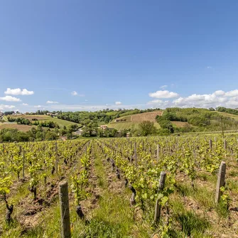 Au coeur du vignoble