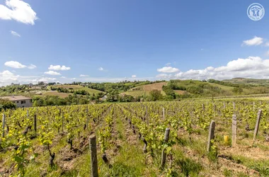 Au coeur du vignoble