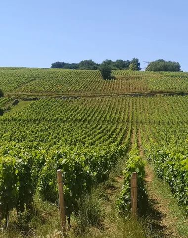 Autour des climats du Macônnais : Fuissé