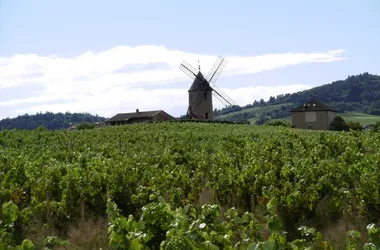 Vignoble de Romanèche Thorins et son Moulin à vent