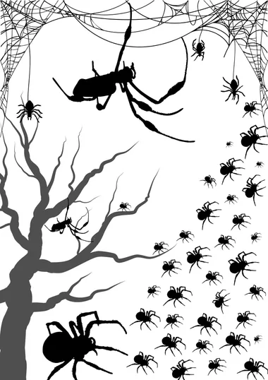 Chasse aux araignées