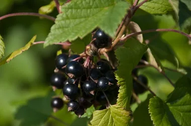 Cueillettes en Bourgogne du Sud