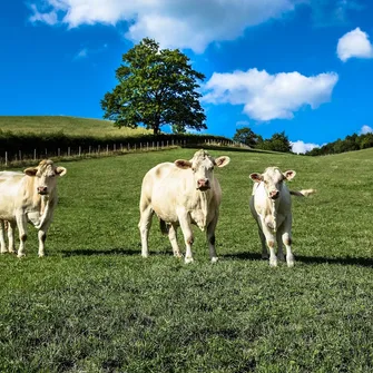 Cueillettes en Bourgogne du Sud