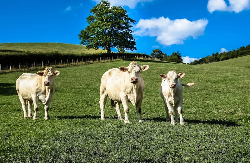 Cueillettes en Bourgogne du Sud