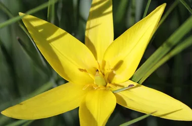 Flora eccezionale come il tulipano selvatico