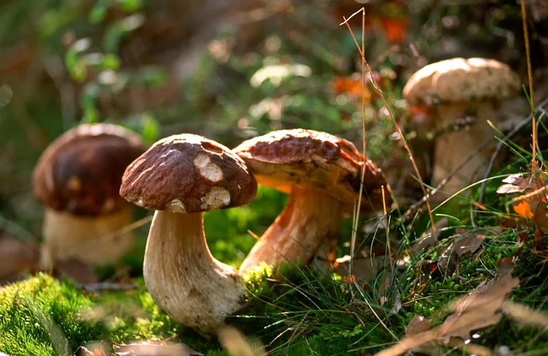 SEJ_De paddenstoel in al zijn staten_ceps in het bos