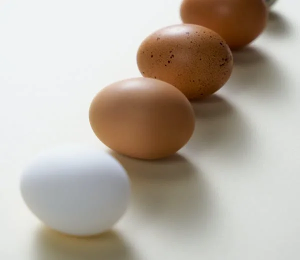 Scharrel eieren